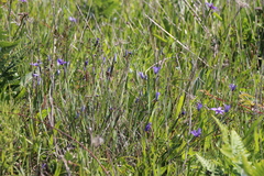 Sisyrinchium idahoense