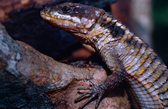 Tropical Girdled Lizard photo 2
