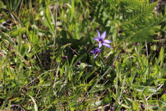 Sisyrinchium idahoense
