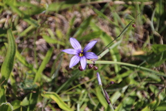 Sisyrinchium idahoense