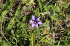 Sisyrinchium idahoense