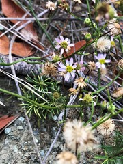 Erigeron serpentinus