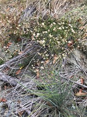 Erigeron serpentinus