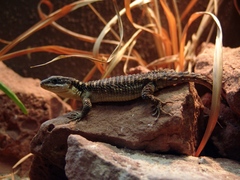 Tropical Girdled Lizard photo 3