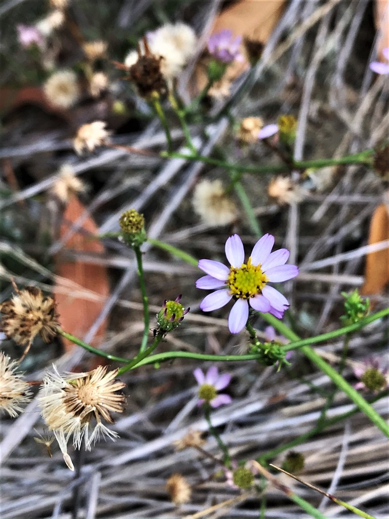 serpentine daisy