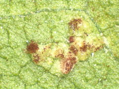 Puccinia helianthi