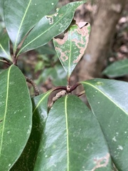 Vitellariopsis marginata