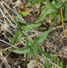 Haplophyton crooksii