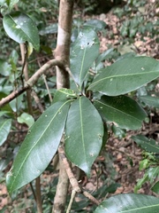 Vitellariopsis marginata