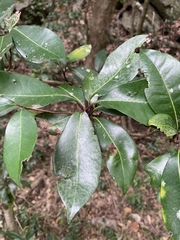 Vitellariopsis marginata