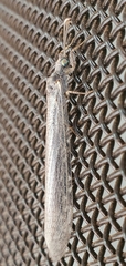 Acanthaclisini