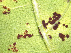 Puccinia helianthi