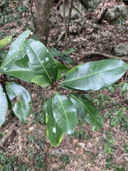 Vitellariopsis marginata