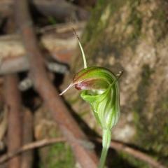 Pterostylis atrans