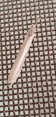 Acanthaclisini