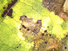 Puccinia helianthi