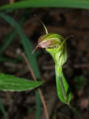 Pterostylis atrans