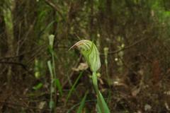 Pterostylis atrans