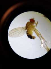 Drosophila melanogaster