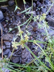 Cyperus fuscus