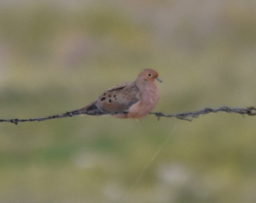 Mourning Dove photographed in Wyoming
