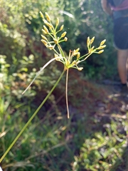 Fimbristylis bisumbellata
