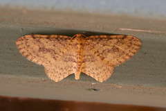 Poecilasthena scoliota