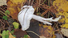 Hygrophorus hedrychii