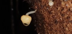 Vibrissea dura