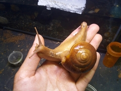 Hemiplecta distincta