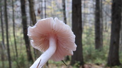 Hygrophorus hedrychii