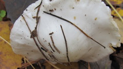 Hygrophorus hedrychii