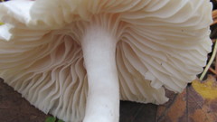 Hygrophorus hedrychii