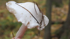 Hygrophorus hedrychii