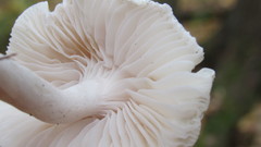 Hygrophorus hedrychii