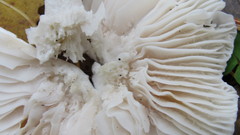 Hygrophorus hedrychii