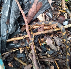 Leptodeira splendida