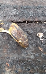 Leptodeira splendida