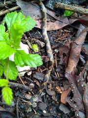 Leptodeira splendida