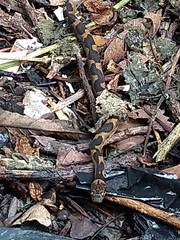 Leptodeira splendida