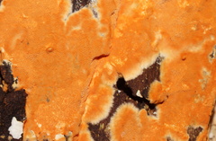 Gloeoporellus merulinus