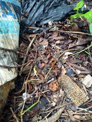 Leptodeira splendida