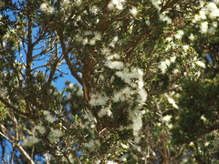 Melaleuca cuticularis