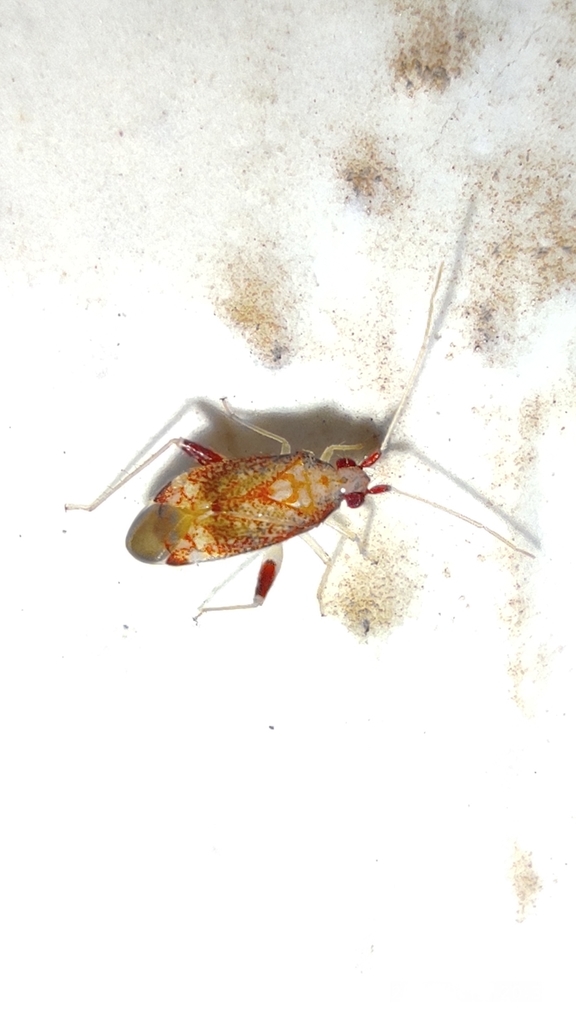 Pseudoloxops leopardalis