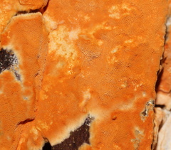 Gloeoporellus merulinus