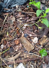 Leptodeira splendida