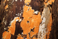 Gloeoporellus merulinus