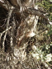 Melaleuca cuticularis