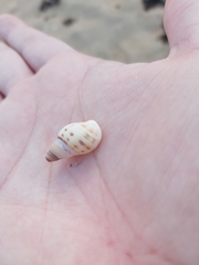 Agnewia tritoniformis