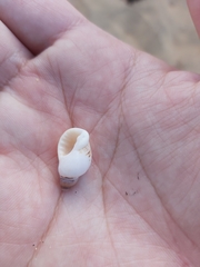 Agnewia tritoniformis